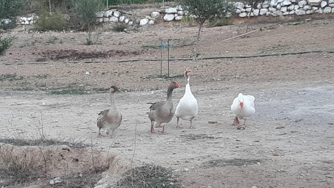 Mediterranean Garden Villa Vathí Zewnętrze zdjęcie