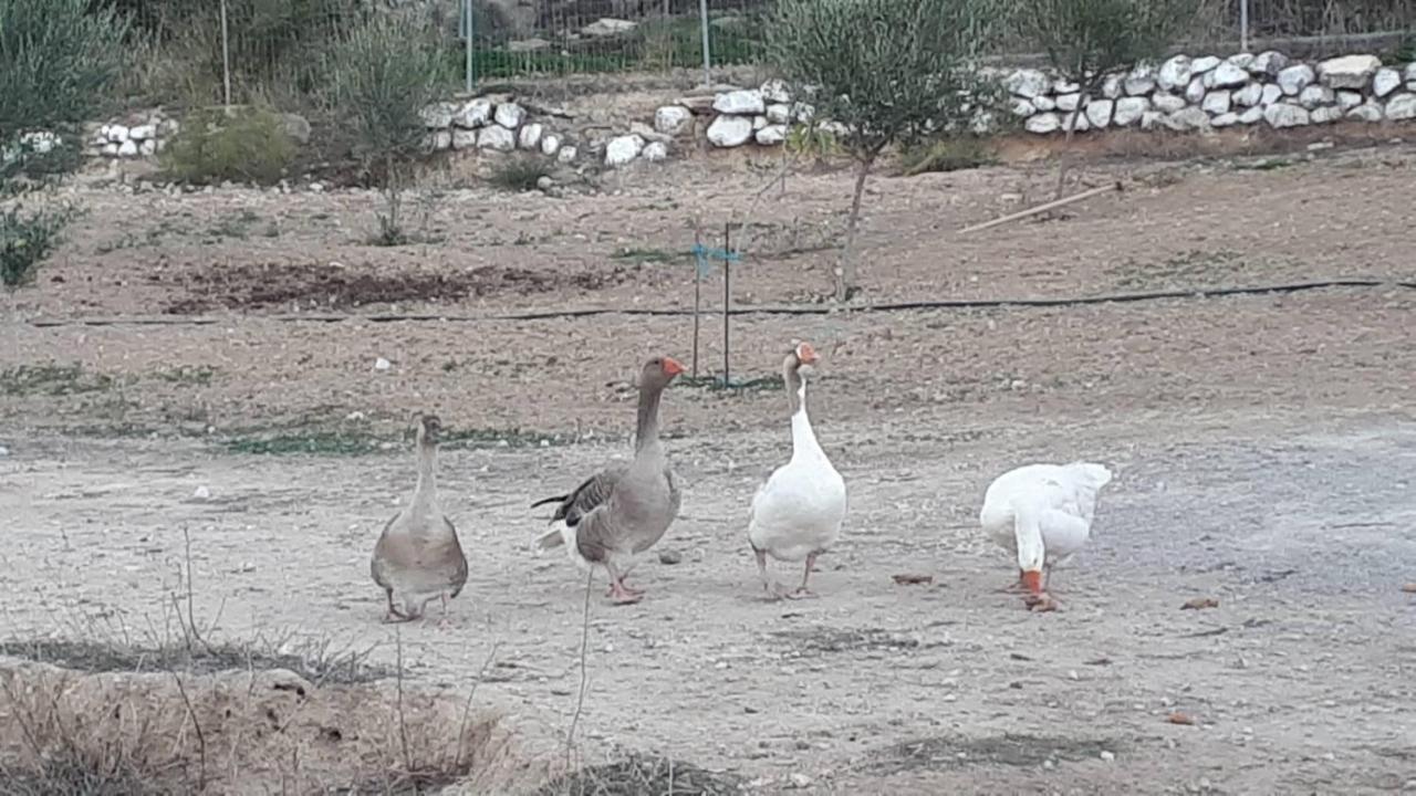 Mediterranean Garden Villa Vathí Zewnętrze zdjęcie