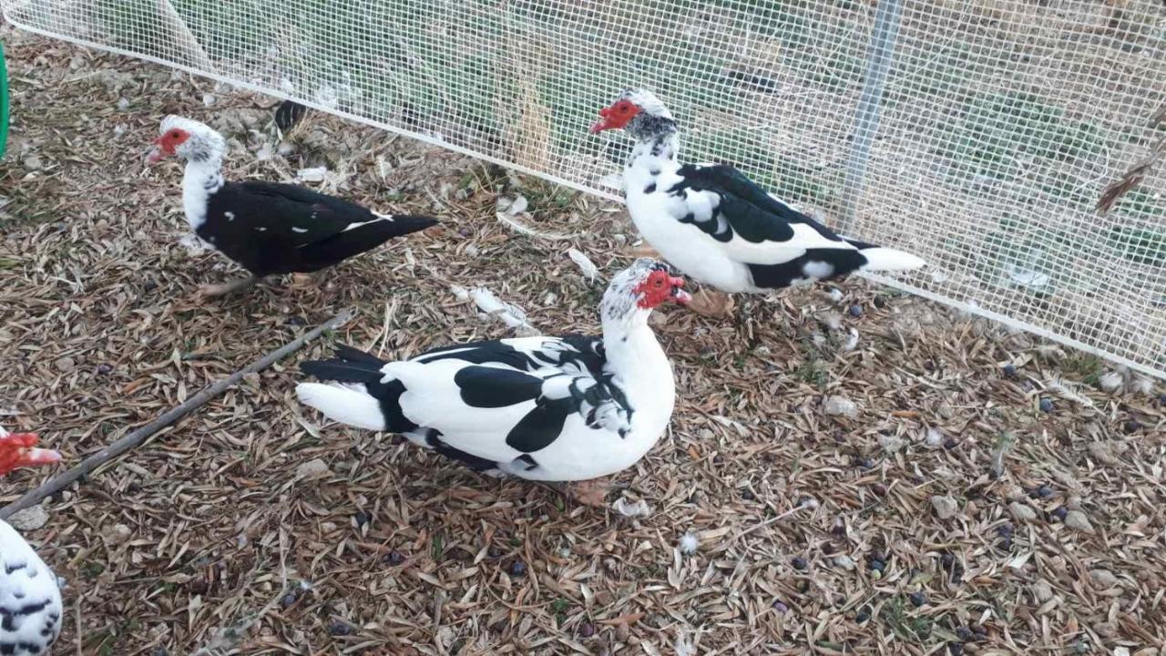 Mediterranean Garden Villa Vathí Zewnętrze zdjęcie